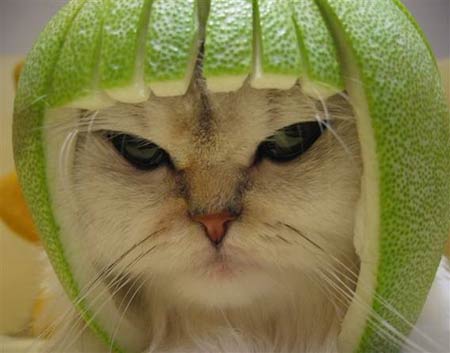 ЦͼƬ